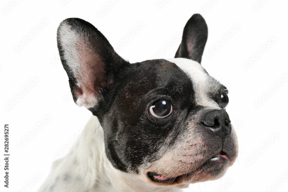 Studio shot of a lovely french bulldog