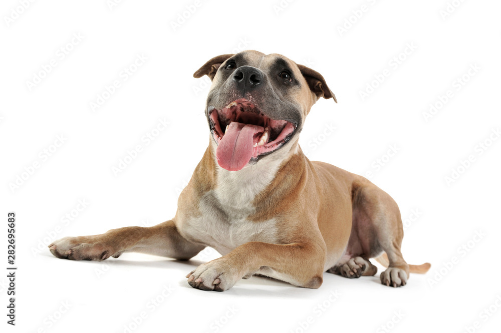 Studio shot of a lovely Staffordshire Terrier