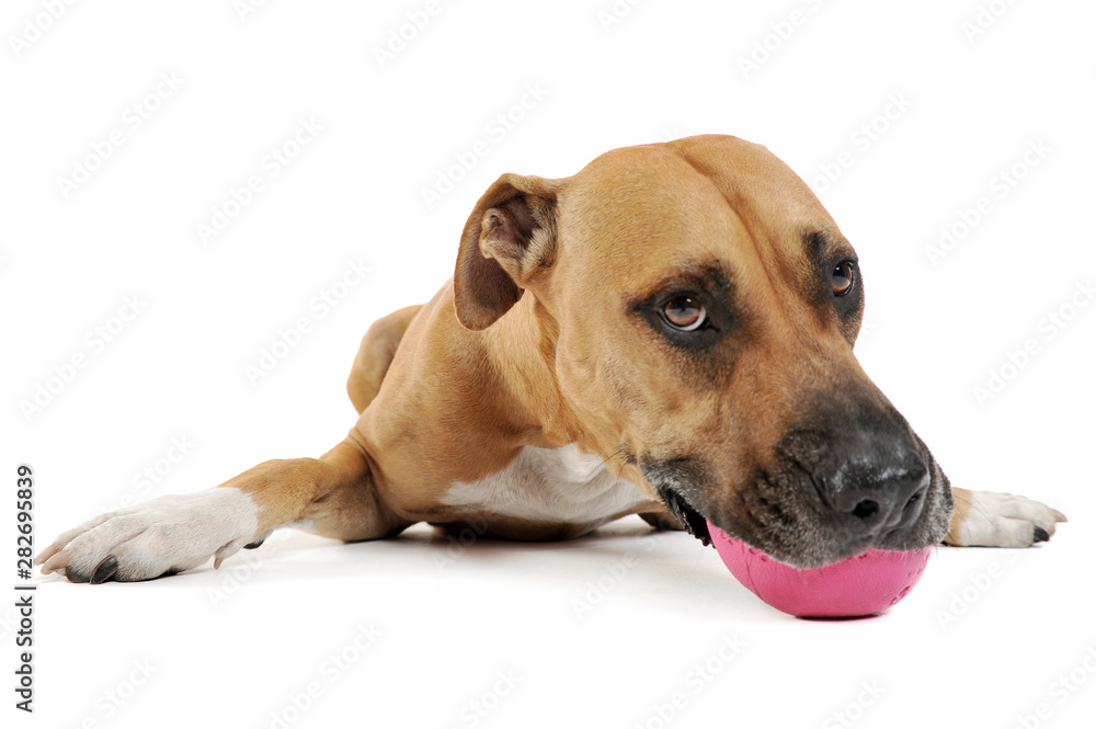 Studio shot of a lovely Staffordshire Terrier Studio shot of a lovely Staffordshire Terrier