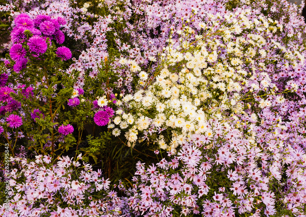a set of wild purple, lilac and white flowers/The Astri are perennial flowers typical of the autumn months, characterized by large flowers similar to Daisies in the shades of pink, purple and white. a set of wild purple, lilac and white flowers/The Astri are perennial flowers typical of the autumn months, characterized by large flowers similar to Daisies in the shades of pink, purple and white.