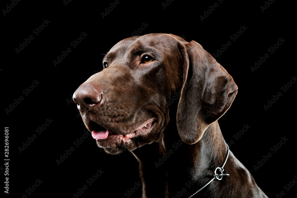Studio headshot of a lovely deutsch kurzhaar Studio headshot of a lovely deutsch kurzhaar