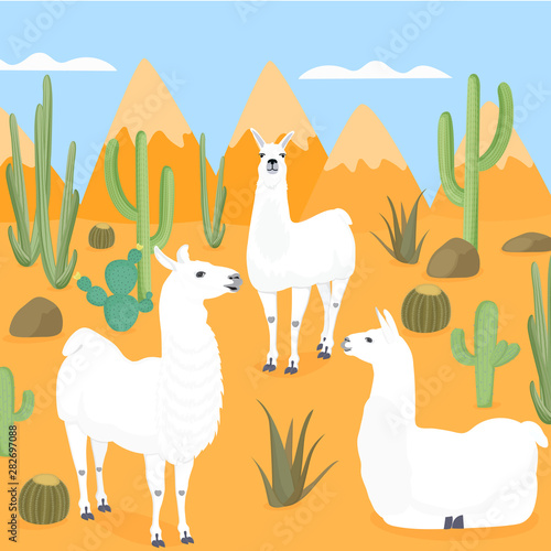 Llamas in the wild. Desert with cacti. Cactus. The mountains.