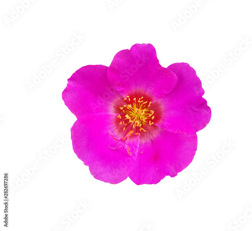 pink flower small pollen isolated on white background with clipping path