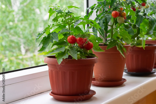 Small bush of balcony cherry tomatos in brown pots on white windowsill. Gardening tomatoes in the home at summer