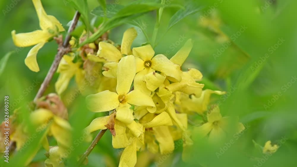 Close up yellow flowers of Forsythia Easter tree Close up yellow flowers of Forsythia Easter tree