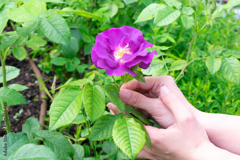 Beautiful blooming bright pink rose with green leaves is growing in young girl's hands, close up view