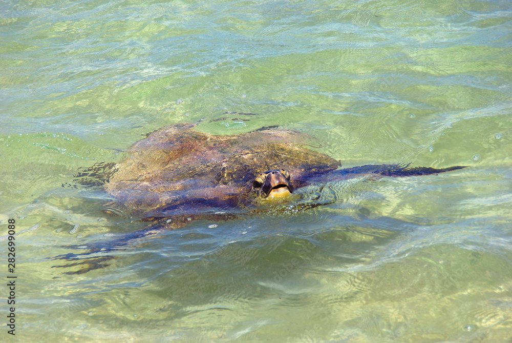 Sea turtles on the North Shore of Oahu, Hawaii