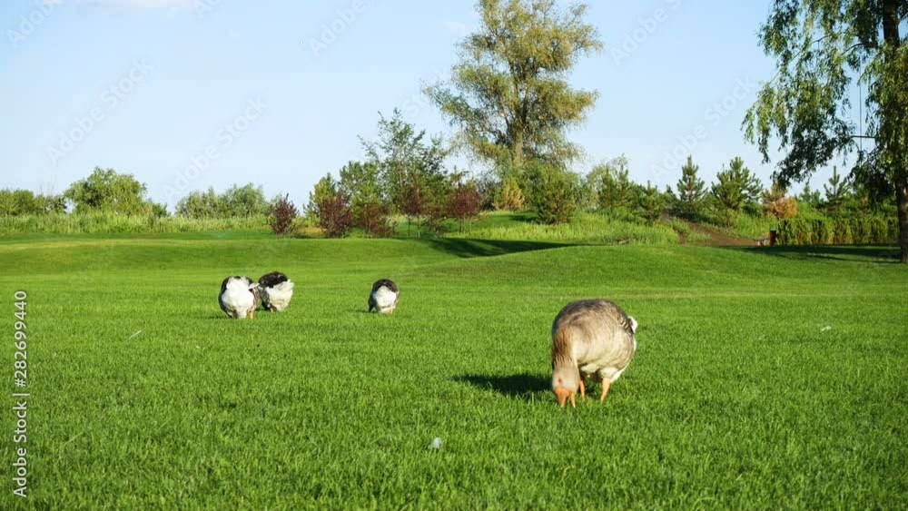 grey geese on a lawn