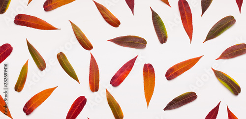 Bright willow leaves randomly placed on white background