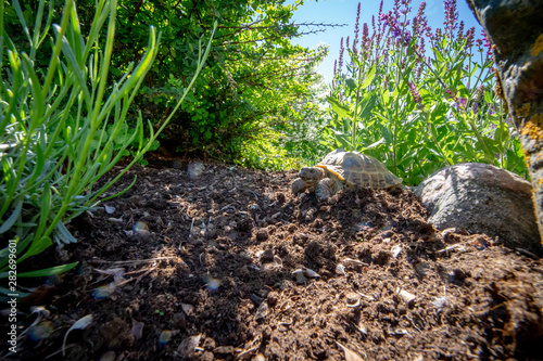 Russian tortoise exploring garden