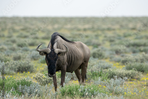 Gnu in der Etosha Pfanne