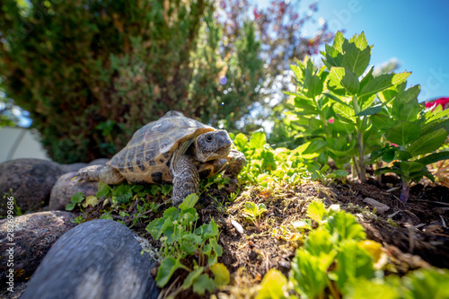 Russian tortoise exploring photo