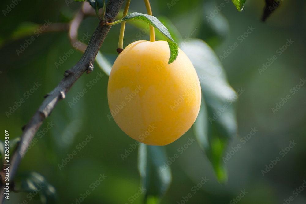 A branch of a cherry plum tree is strewn with yellow ripe fruits of cherry plum, close-up. Ripe cherry plum on a branch.