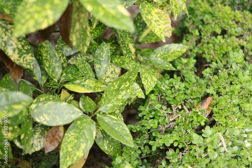 Wallpaper Mural PLANTAS DE INTERIOR CON HOJAS MOTEADAS, verduras, hojas, treboles, verde, naturaleza, huerta, fresco, hiedra, agricultura, hierba Torontodigital.ca