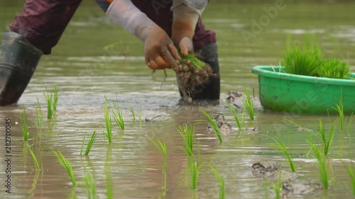 Asian farmer transplant rice seedlings in rice field,Farmer planting rice in the rainy season, Asian farmer is withdrawn seedling and kick soil flick of Before the grown in paddy field, Thailand.