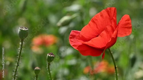 Close up red poppy flowers in green field