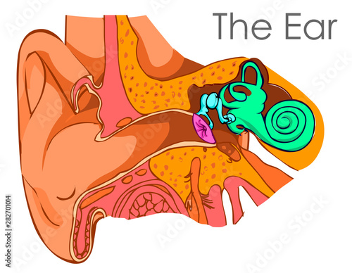 Ear diagram. Brush drawing vector.  Ear anatomy with its components.  Eardrum, Ossicles , three tiny bones that are attached Cavity, also called the tympanic cavity. medical vector illustration