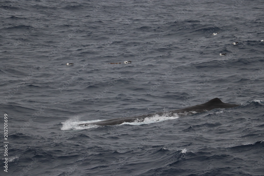 spermwhale breaching the ocean spermwhale breaching the ocean