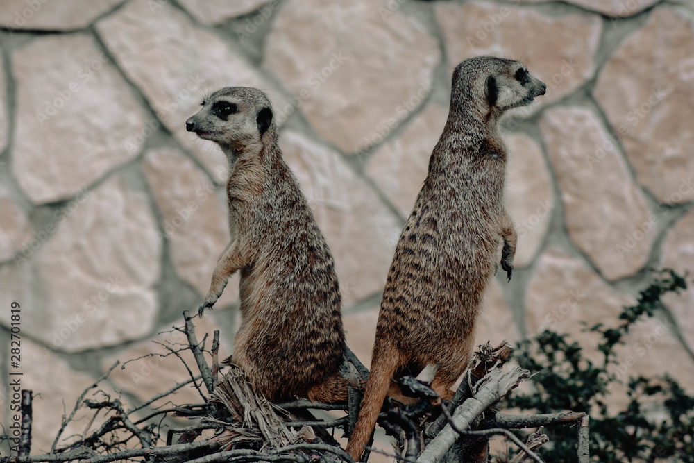 Fototapeta premium meerkat on guard