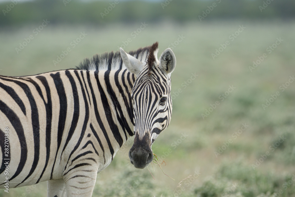 Zebras in der Etosha Pfanne Namibia Zebras in der Etosha Pfanne Namibia