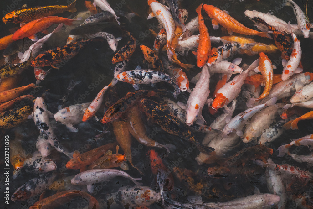 Koi carp fish swimming