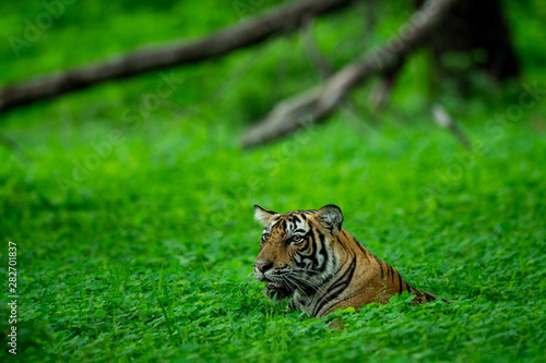 In an evening safari to buffer zone during monsoon season A handsome and wild male tiger  panthera tigris  sighted in green background after heavy rains at Ranthambore National Park  Rajasthan  India