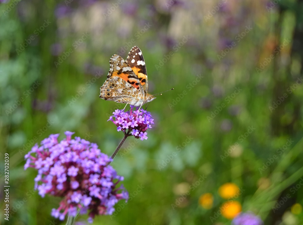 Obraz premium Le vulcain : papillon