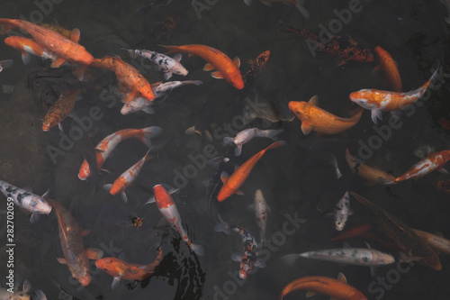 Koi carp fish swimming photo