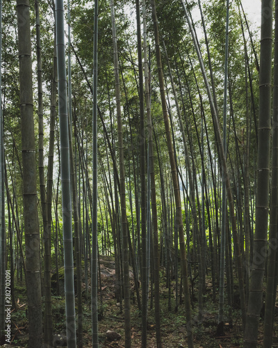 Bamboo forest of Mingyue Mountain  China