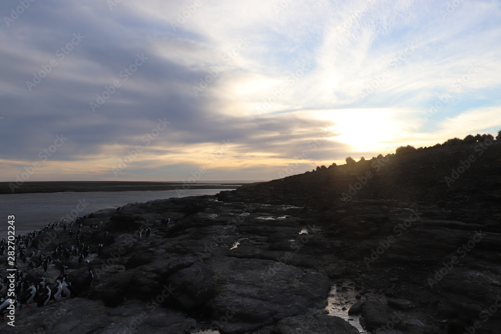 sunset over a royal cormorant colony sunset over a royal cormorant colony