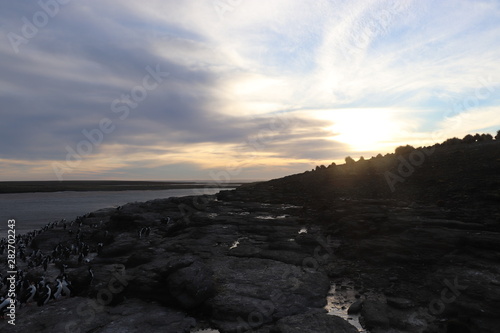 sunset over a royal cormorant colony 