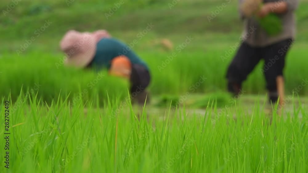 Asian farmer transplant rice seedlings in rice field,Farmer planting rice in the rainy season, Asian farmer is withdrawn seedling and kick soil flick of Before the grown in paddy field, Thailand. Asian farmer transplant rice seedlings in rice field,Farmer planting rice in the rainy season, Asian farmer is withdrawn seedling and kick soil flick of Before the grown in paddy field, Thailand.