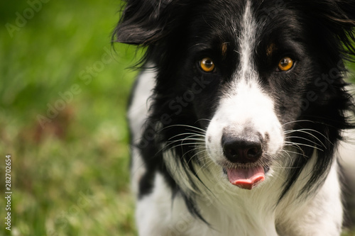 Quadro su tela Border collie, mirada llamativa, perro simpático