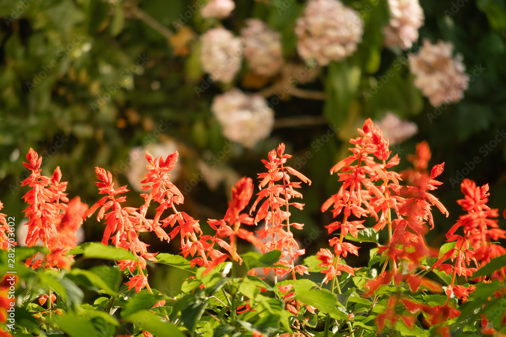 Fondo bonito de flores rojas Fondo bonito de flores rojas
