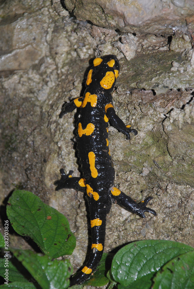 A Fire Salamander (Salamandra Salamandra – tee most common salamander in Europe) on a forest rock in Slovenia A Fire Salamander (Salamandra Salamandra – tee most common salamander in Europe) on a forest rock in Slovenia