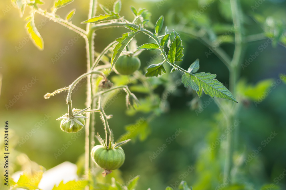 Green tomatoes hanging on the bushes at sunset.