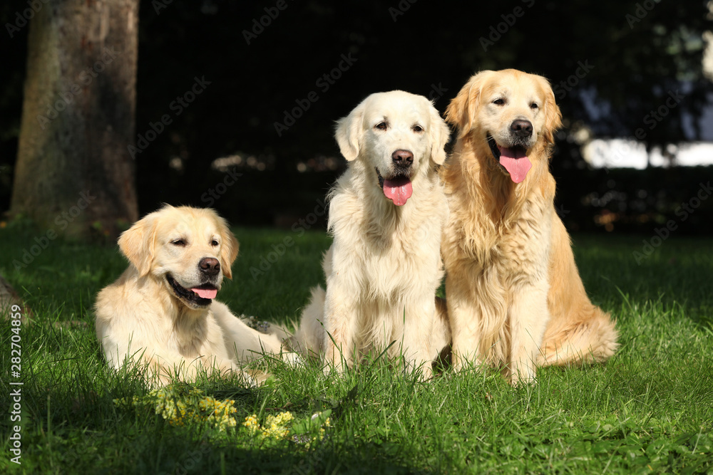 Nice golden retrievers lying together Nice golden retrievers lying together