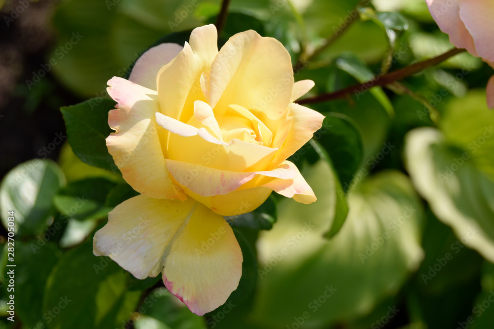The yellow rose grows in a garden. Beautiful decorative flower. The yellow rose grows in a garden. Beautiful decorative flower.