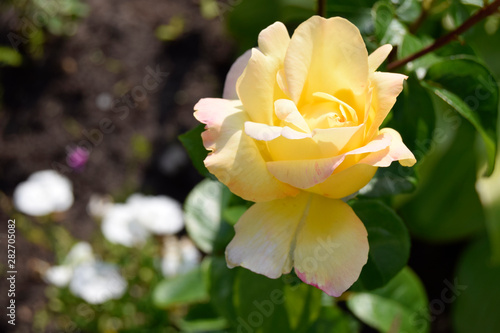 The yellow rose grows in a garden. Beautiful decorative flower.