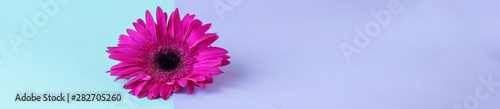 Flower composition. Creative layout made of pink Gerbera Daisy single flower. Close up. Hello spring concept. Minimal style  flat lay.