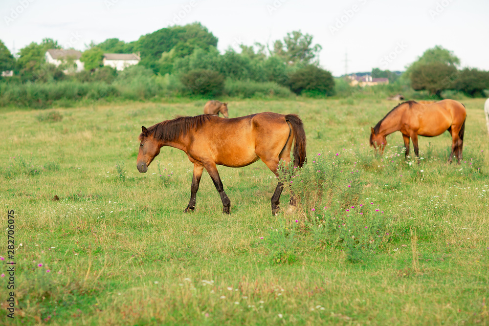 Group of horses in a summer pasture, in the countryside
