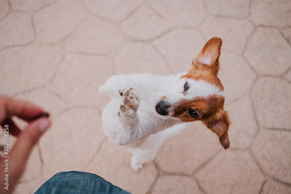cute small jack russell terrier dog walking on two paws asking for delicious treats. Pets outdoors and lifestyle - obrazy, fototapety, plakaty 