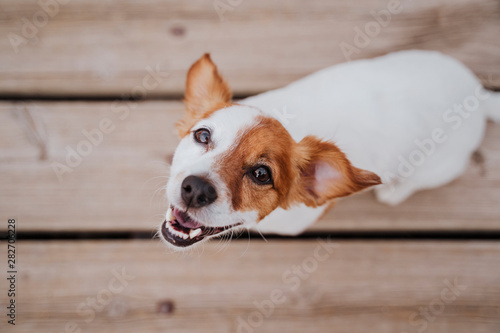 top view of cute small jack russell terrier dog lying on a wood bridge outdoors and looking at the camera. Pets outdoors and lifestyle