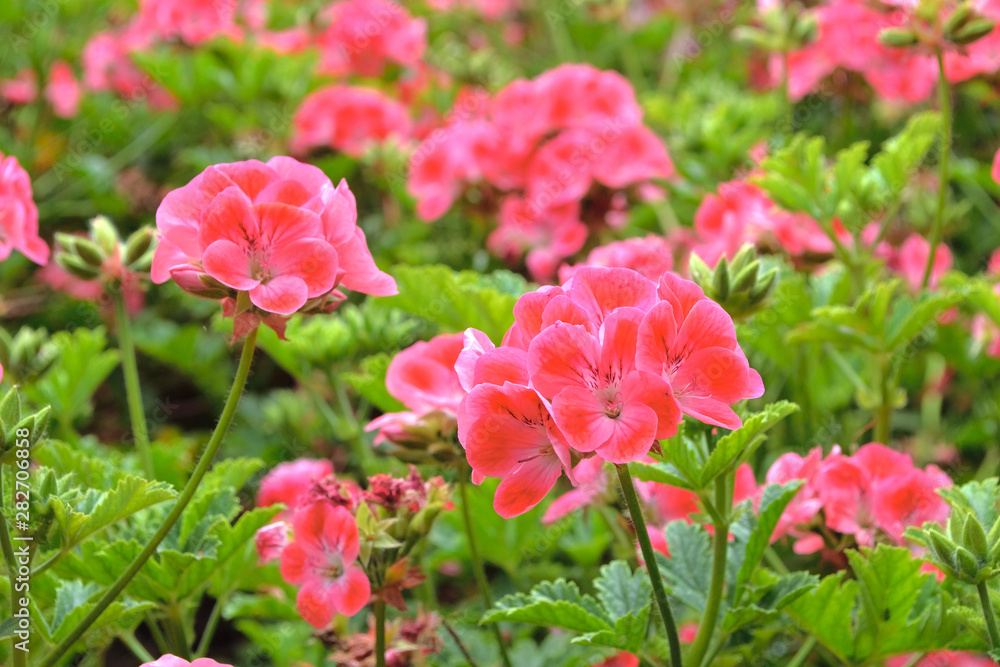 ゼラニウム（ゼラニューム・Pelargonium）