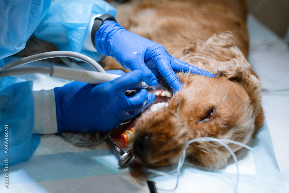 close-up procedure of professional teeth cleaning dog in a veterinary clinic. Anesthetized dog with sensor on tongue. Pet healthcare concept close-up procedure of professional teeth cleaning dog in a veterinary clinic. Anesthetized dog with sensor on tongue. Pet healthcare concept