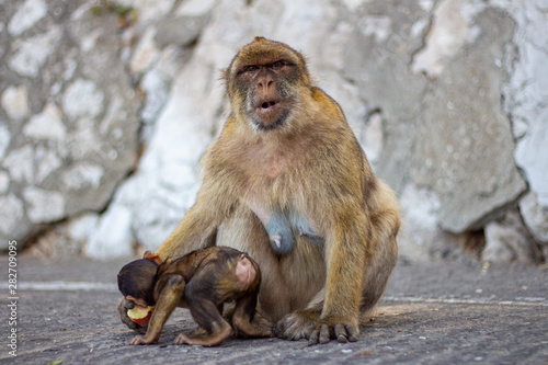 Gibraltar Affen Mutter Makaken Junges © Sren