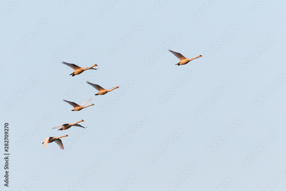 Group of swans flying with light blue sky as background