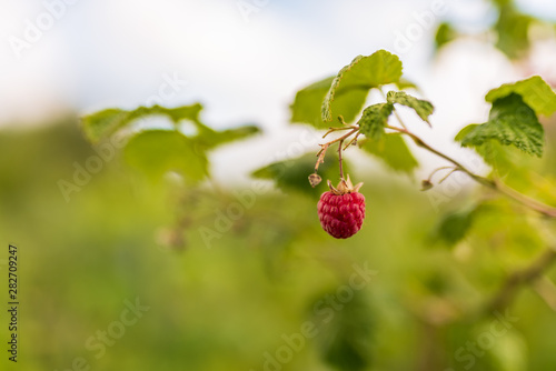 Juicy raspberry on a branch