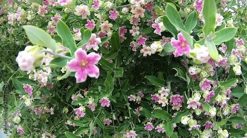 Viana do castelo, Portugal - 24 July 2019: Close up of pink flowers. Little pink flowers. Flowering bush.