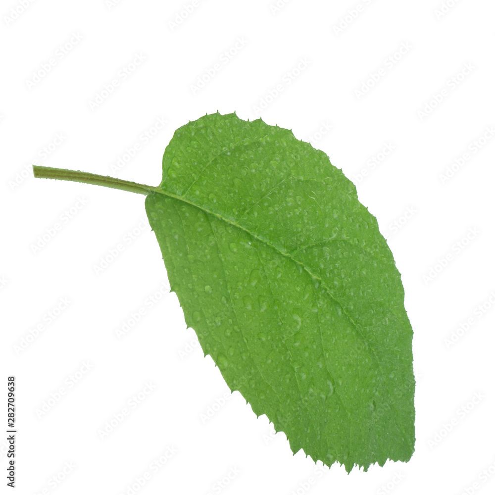 fresh green leaf of kiwi isolated on white background